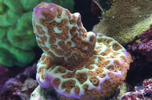 Montipora confusa Thumbnail