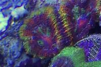 Lordhowensis Coral Thumbnail