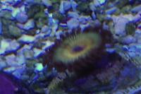 Zoanthid Thumbnail