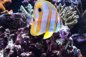 Copperband Butterflyfish Thumbnail