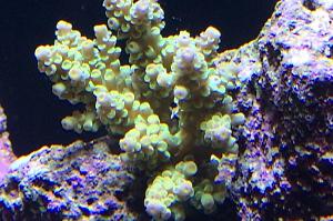 Acropora Tenuis Thumbnail