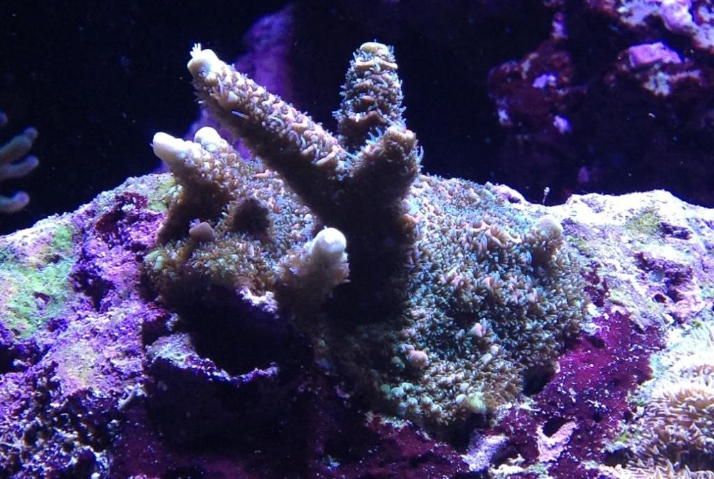 Acropora millepora