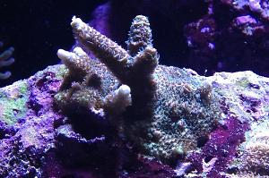 Acropora millepora Thumbnail