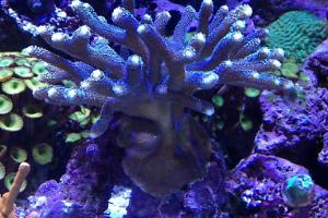 Stylophora Coral Thumbnail