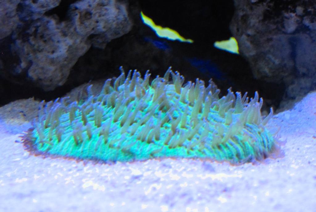 Plate Coral, Green - Short Tentacle