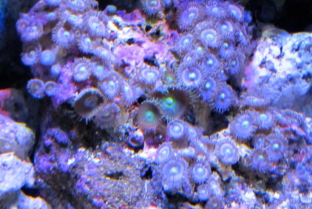 Zoanthid