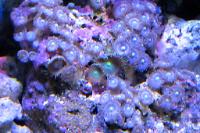 Zoanthid