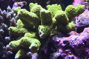 Branched Montipora Coral Thumbnail