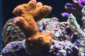 Branched Montipora Coral Thumbnail