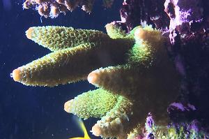 Acropora Aspera Thumbnail