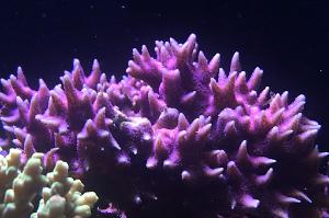 Birdsnest Coral Thumbnail