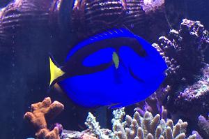 Blue Tang Thumbnail