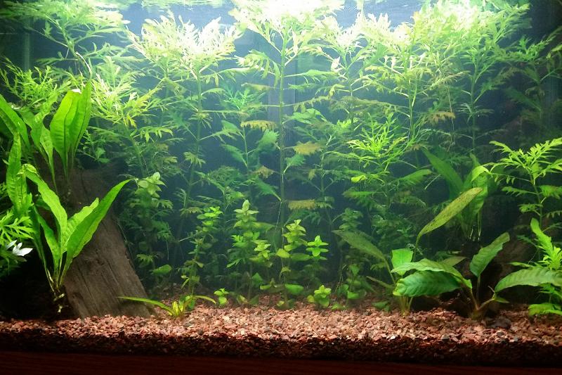 Planted Aquarium Thumbnail