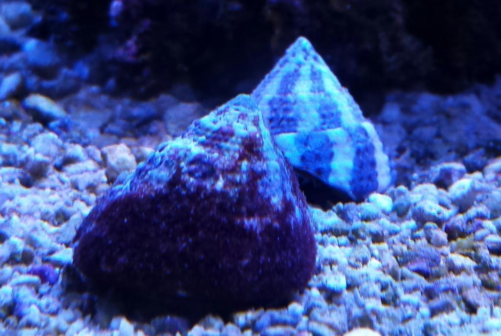 Banded Trochus Snail