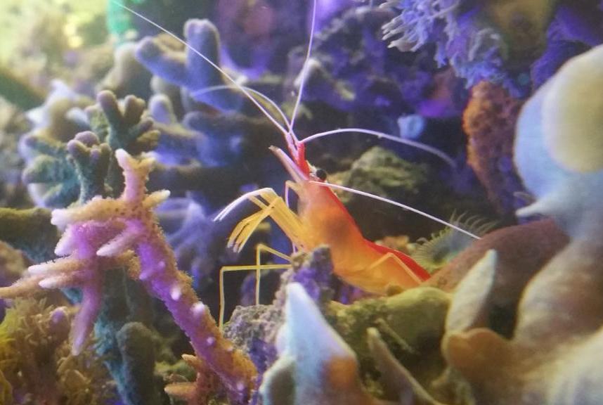 Red Line Cleaner Shrimp