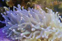 Plate Coral Long Tentacle Thumbnail