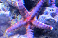 Fromia Star Fish Thumbnail