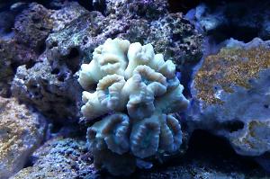 Candy Cane Coral Thumbnail