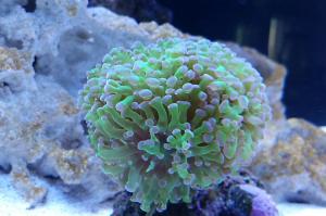 Frogspawn Coral - Branched Thumbnail