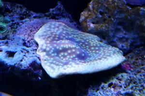 Turbinaria Cup Coral Thumbnail