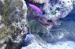 Purple Dottyback Thumbnail