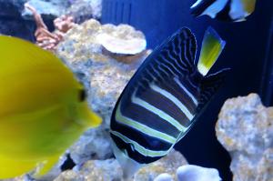 Sailfin Tang Thumbnail