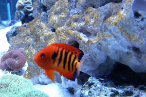 Flame Angelfish Thumbnail