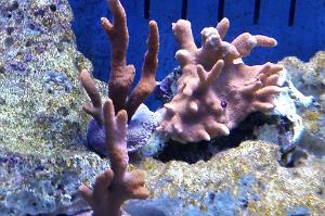 Branched Montipora Coral Thumbnail