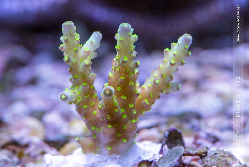 Granulosa Acropora