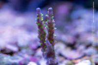 ORA Purple Bonsai Acropora Thumbnail