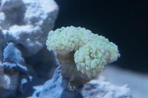 Frogspawn Coral - Branched Thumbnail