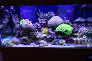 120 Reef Tank Thumbnail