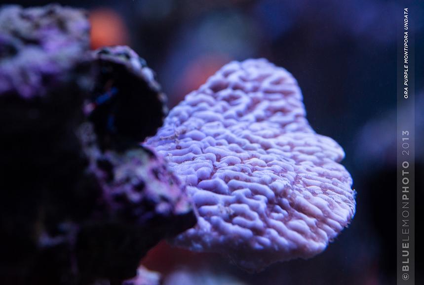 ORA Purple Montipora Undata