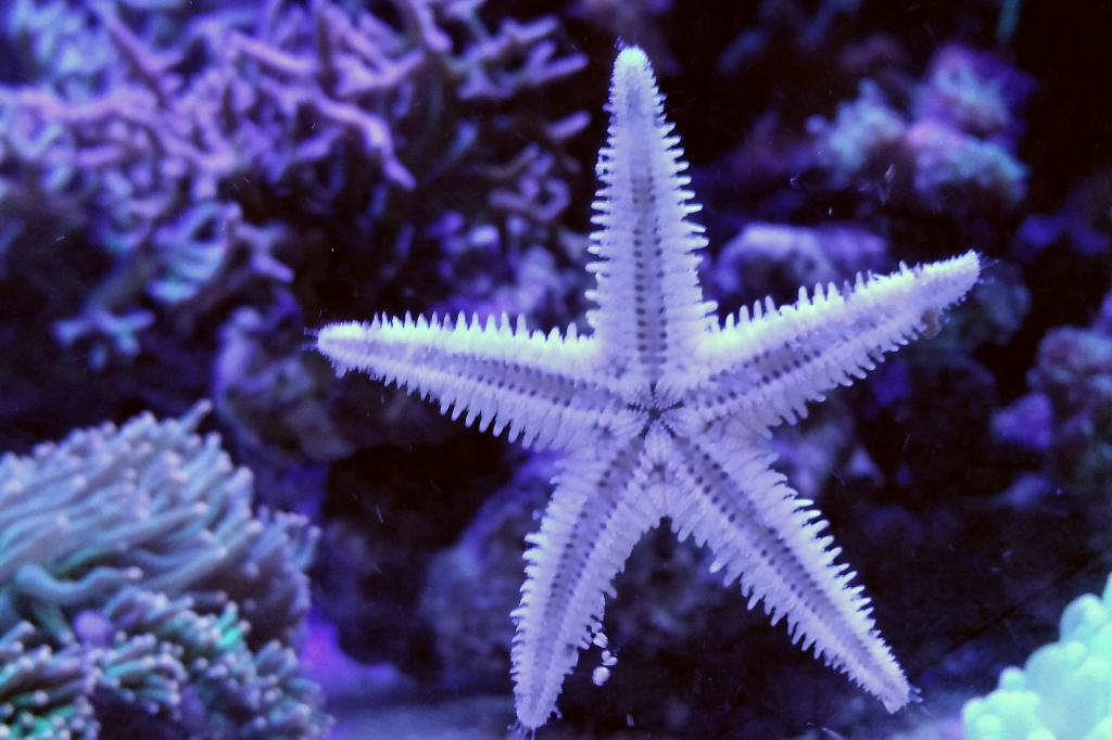 Indo-pacific Beach Star / Archaster typicus 69