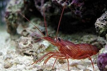 Peppermint Shrimp