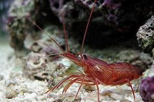 Peppermint Shrimp Thumbnail