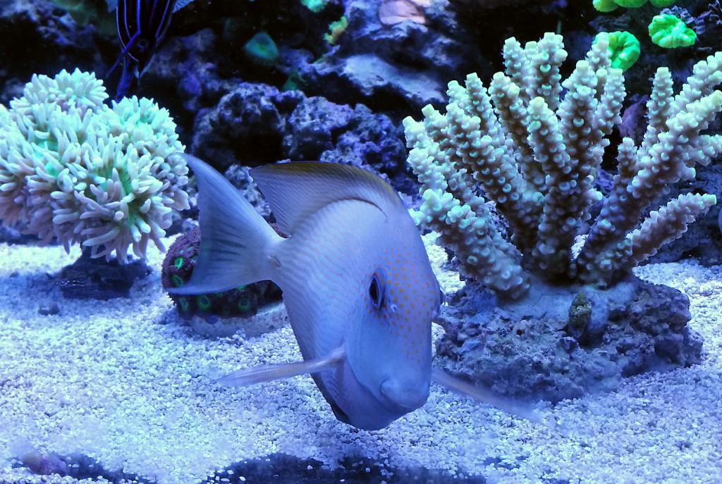 Striped Bristletooth Tang