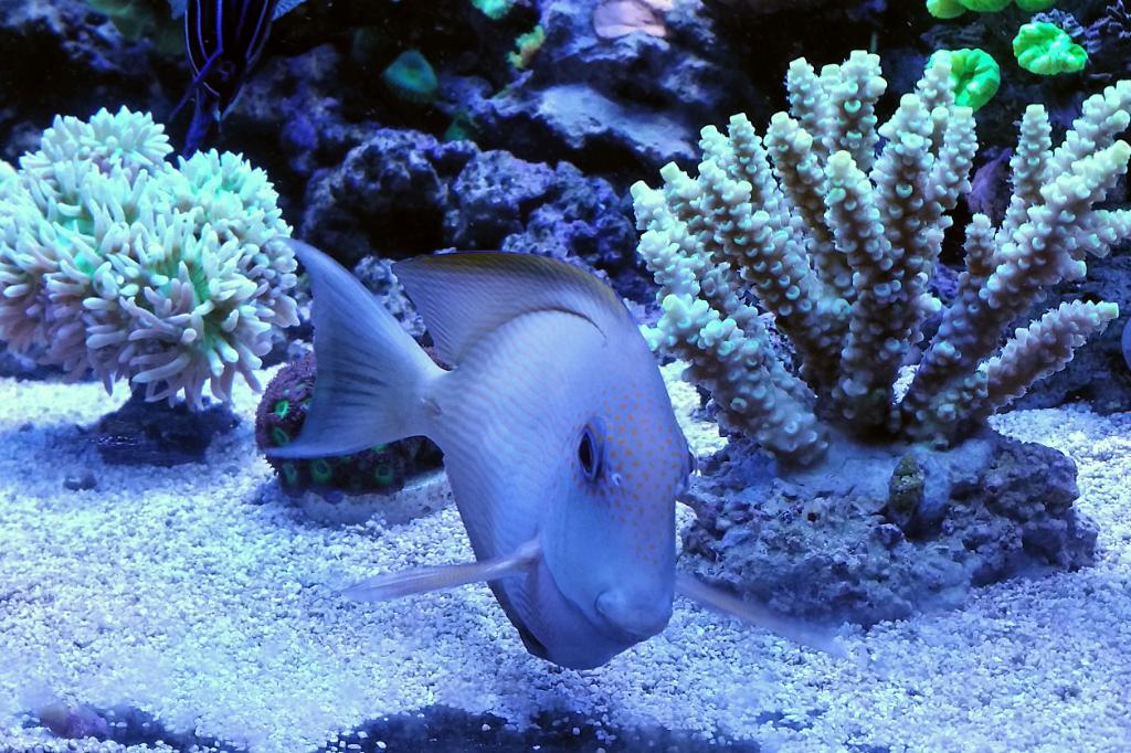 Striped Bristletooth Tang / Ctenochaetus striatus 30