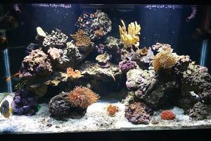 120G Mixed Reef Thumbnail