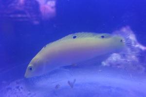 Halichoeres yellow-white Wrasse Thumbnail