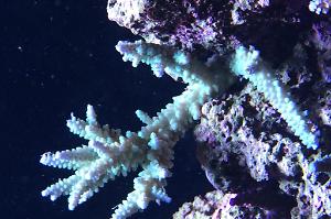 Acropora Exquisita Thumbnail