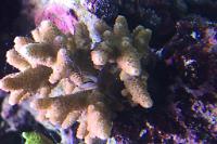 Prostrata Acropora Coral Rainbow Thumbnail