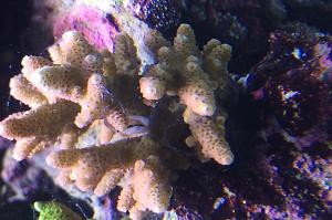 Prostrata Acropora Coral Thumbnail