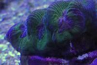 Brain Worm Platygyra Coral Thumbnail