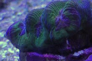 Brain Worm Platygyra Coral Thumbnail