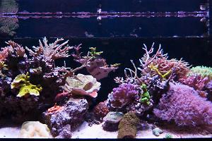 Rimless 75g mixed reef Thumbnail