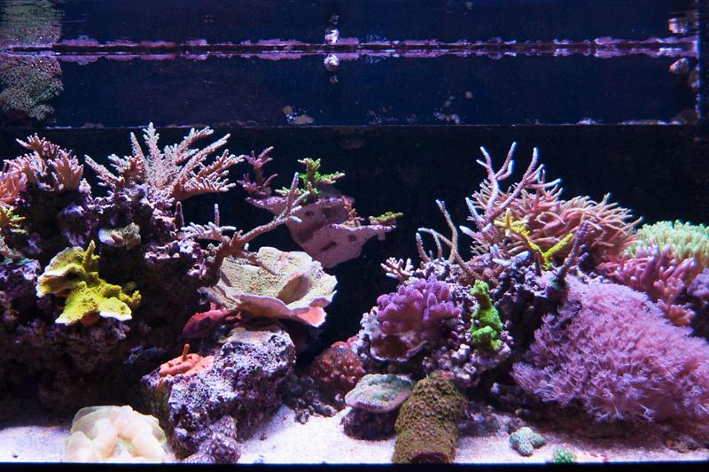 Rimless 75g mixed reef Thumbnail