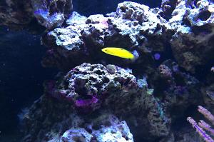 Yellow Wrasse Thumbnail