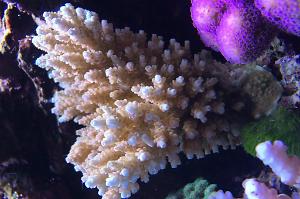 Hyacinthus Acropora Coral Thumbnail