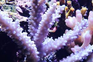 Acropora Exquisita Thumbnail